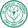 Krokus Pyzówka